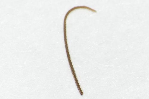Thera britannica